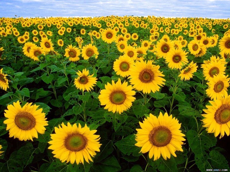 sunflower 2
