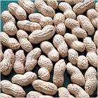 peanut 4.jpg