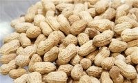 peanut 1.jpg