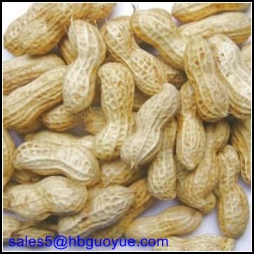 peanuts in Shell 1.jpg