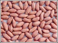 Peanut1.jpg