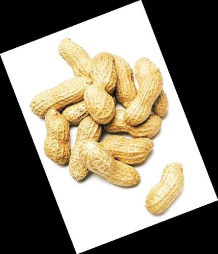 dried peanuts in shell