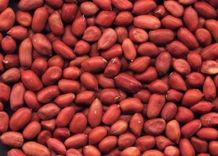 Peanut Kernel-32.jpg