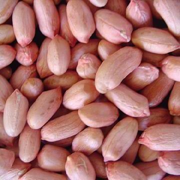 Peanut Kernel-26.jpg