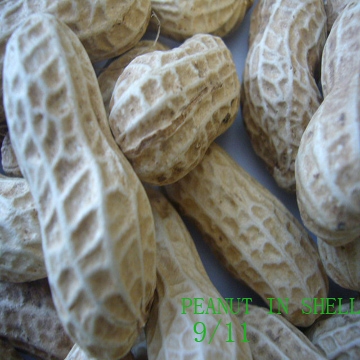 peanut in shell 9-11 .jpg