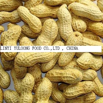 Roastd Peanut in shell.jpg
