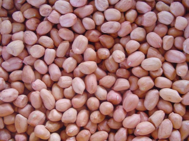 round peanut kernel.jpg