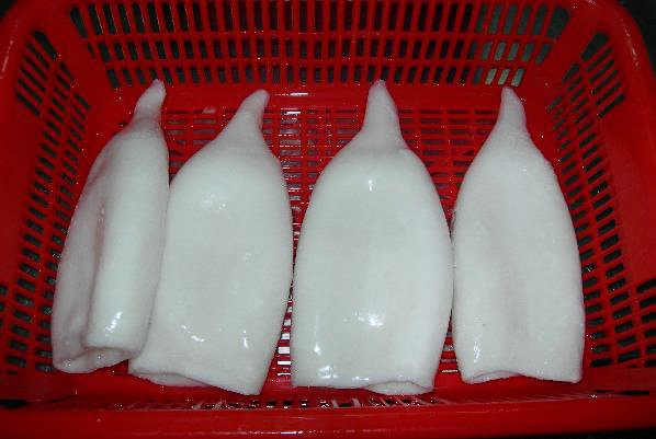 squid tube 7