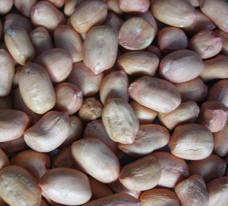 PEANUT KERNELS 6070.jpg