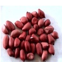 red skin peanut