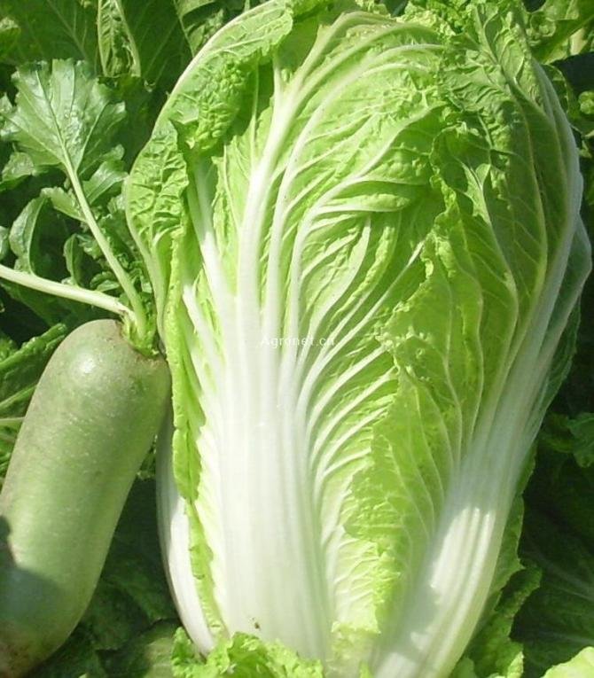 Long Green Chinese Cabbage,China Jinghao Price Supplier - 21food