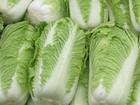 cabbage2