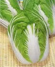 cabbage1