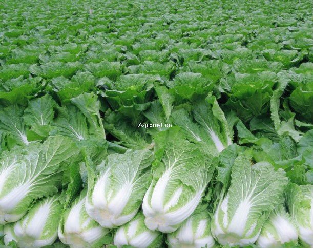 Chinese_Blanched_Peanuts.summ