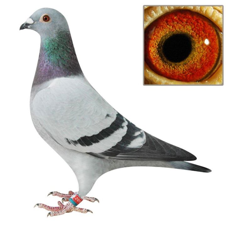 Pigeon05-02.jpg