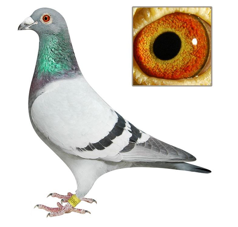 Pigeon06-01.jpg