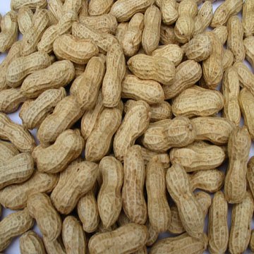 washed peanut in shell.jpg
