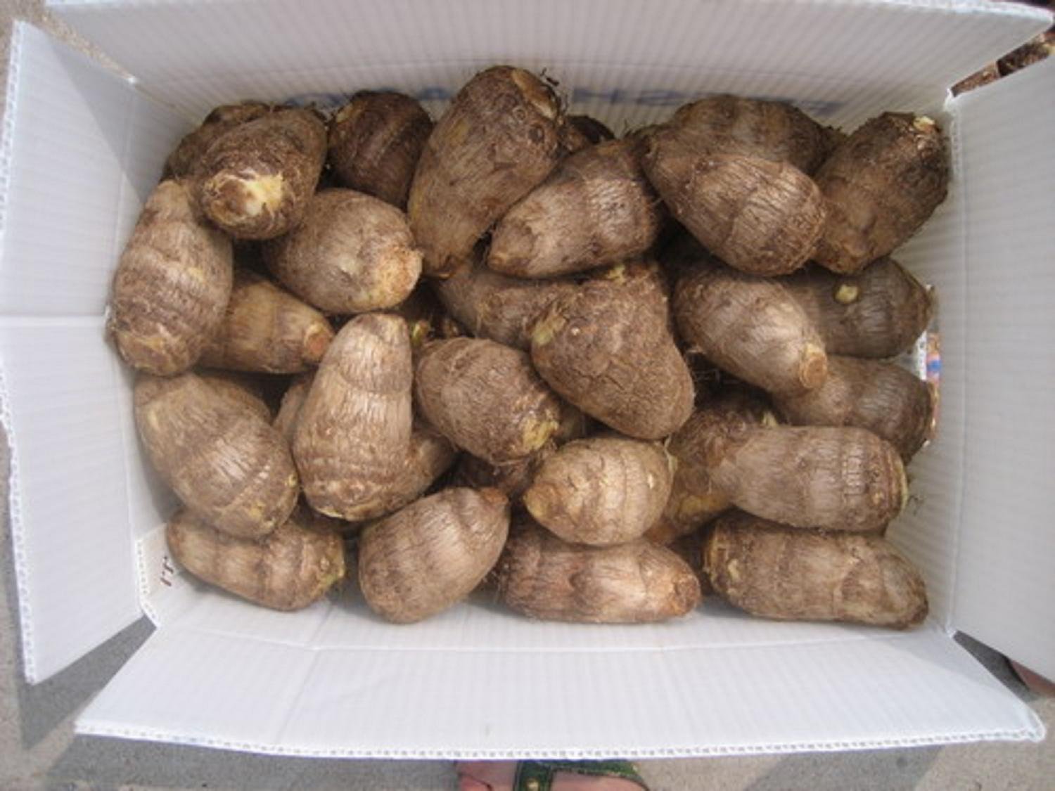 taro 11