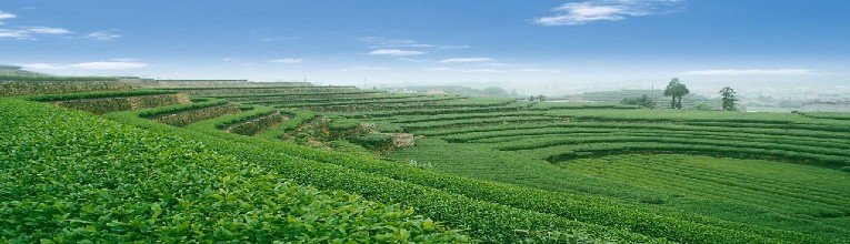 tea garden_conew1