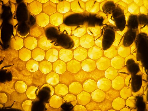 Honey