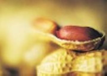 Roasted_Peanuts_in_Shell_v0.summ[1]
