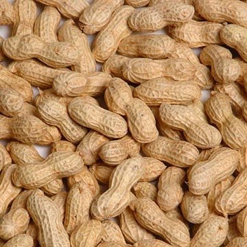 Rosted peanut in shells