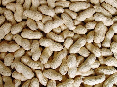 peanut in shells