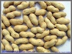 Peanuts-In-Shell-QDABL-004-_conew1