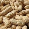 peanut_in_shell1