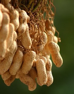 peanut in shell.jpg