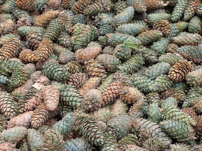 Aramnd pine nut.jpg