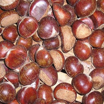 fresh chestnut-6.jpg