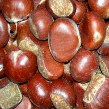 fresh chestnut with wax-3.jpg