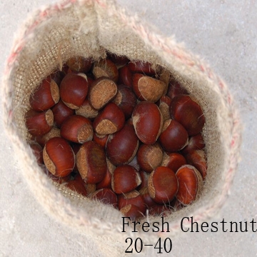 fresh chestnut-1.jpg