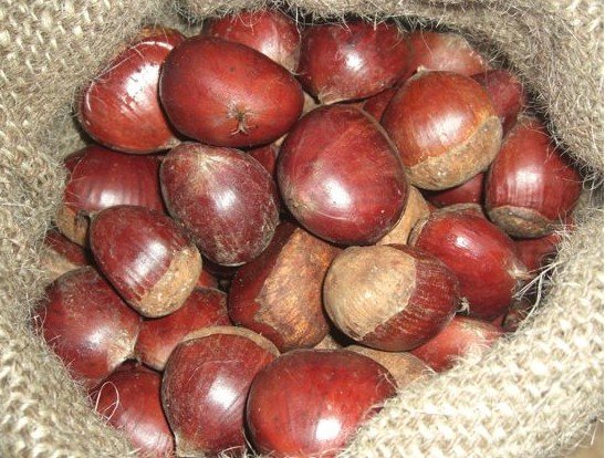 chestnut06