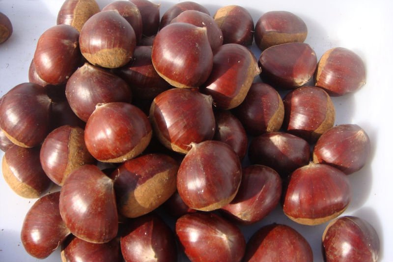 New Crop Chestnut,china Sinoco, Harvest Price Supplier - 21food