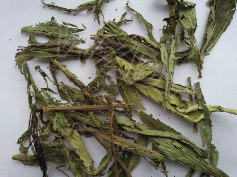 stevia leaf 1.jpg