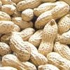 2010 new crop peanut in shell