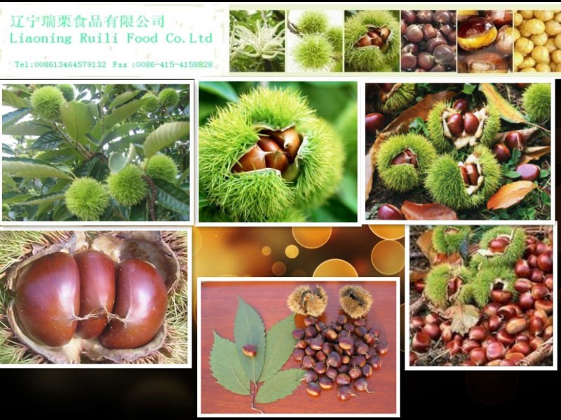 all chestnuts .jpg
