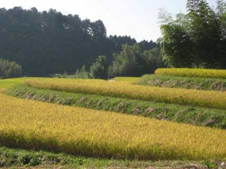 Paddy-Field