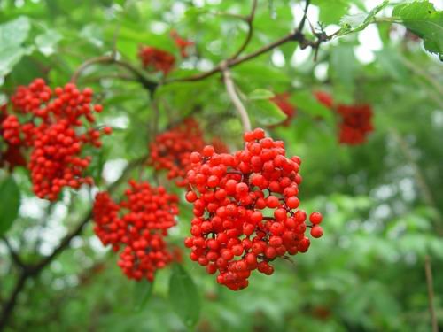 rose hip
