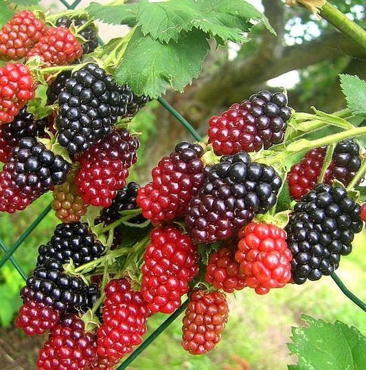 red <a href=
