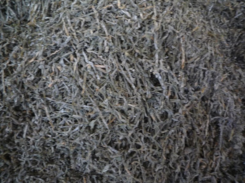 shredded noti shredded noti