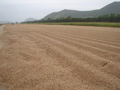 acorn 3