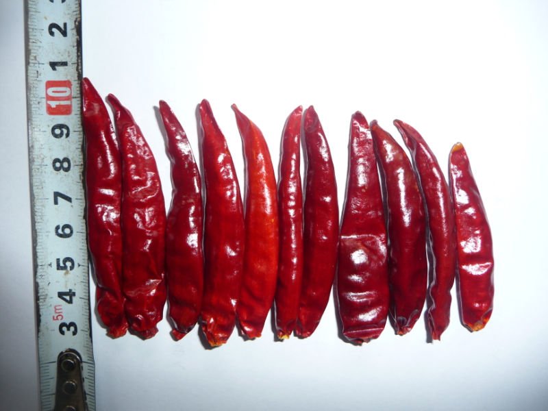TianYing chilli
