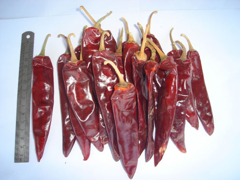 Jinta chilli with stem