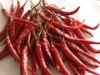 Frozen_Red_Chilli.summ(2).jpg