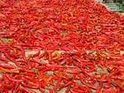 qingshan dried red chilli.jpg