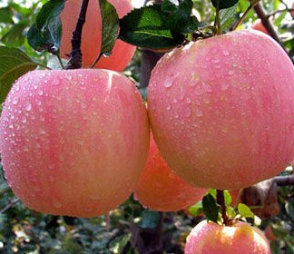 apple powder3