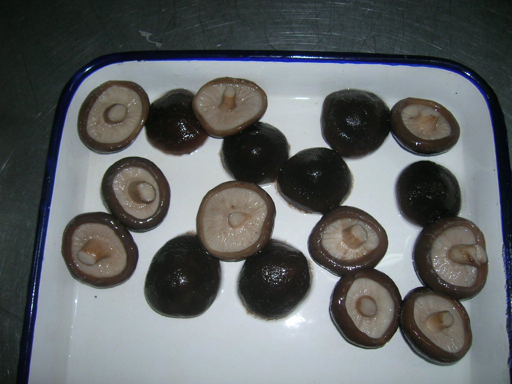 honey fungus- Shiitake 3